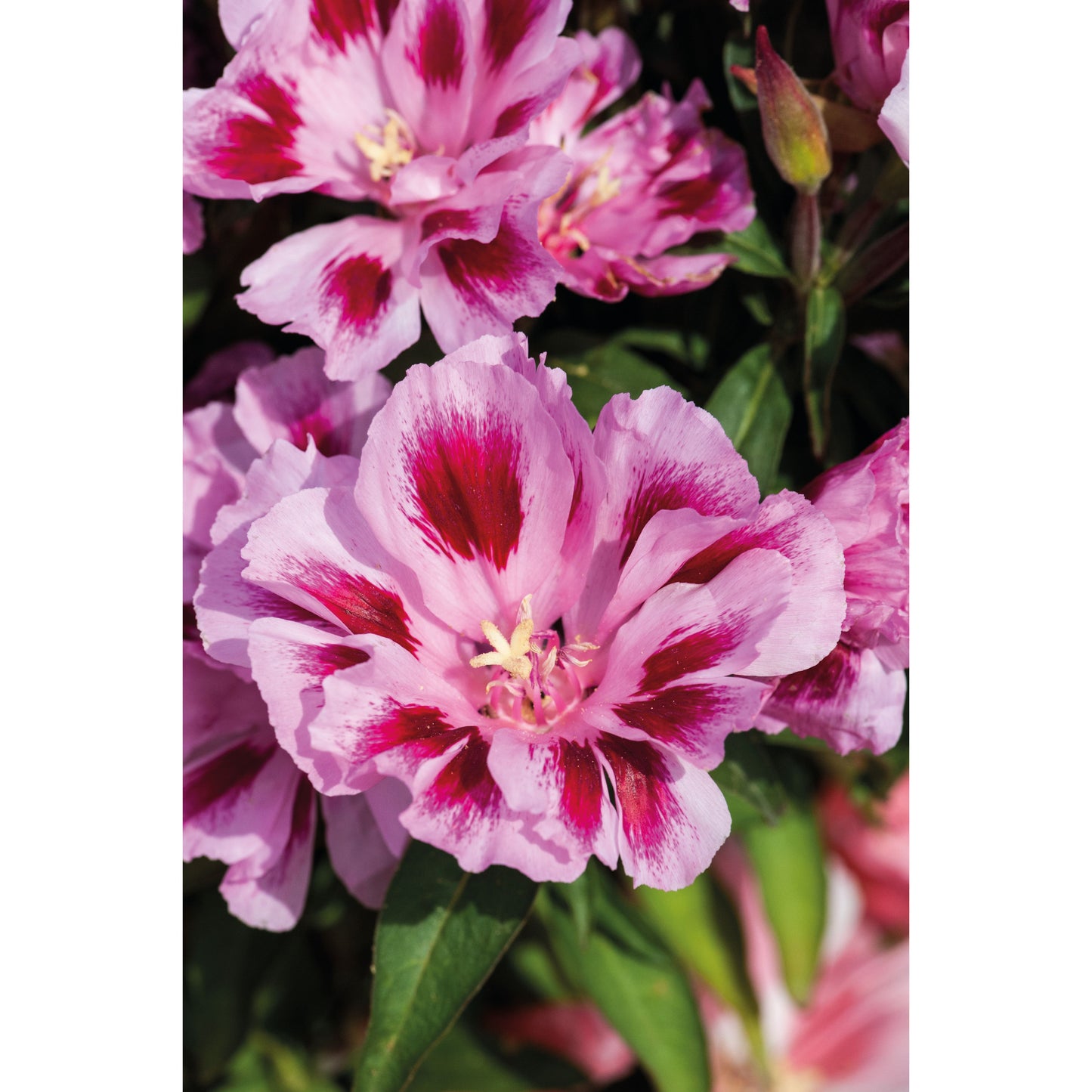 Atlasblomma ´Rembrandt´