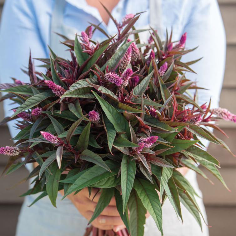 Axcelosia ´Flamingo Purple´