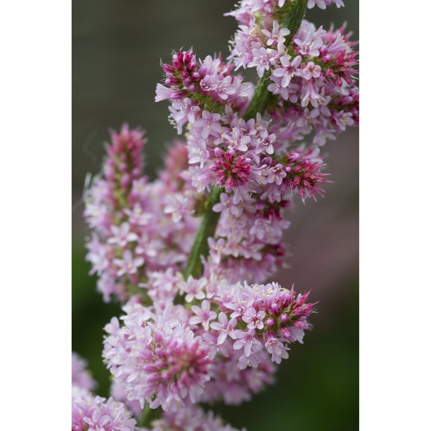 Axrisp ´Pink Pokers´