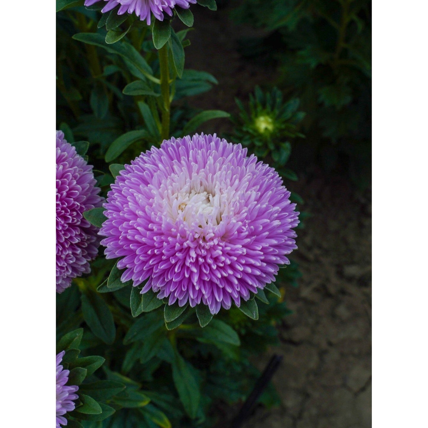 Sommaraster ´Balloon Appleblossom´