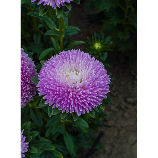 Sommaraster ´Balloon Appleblossom´