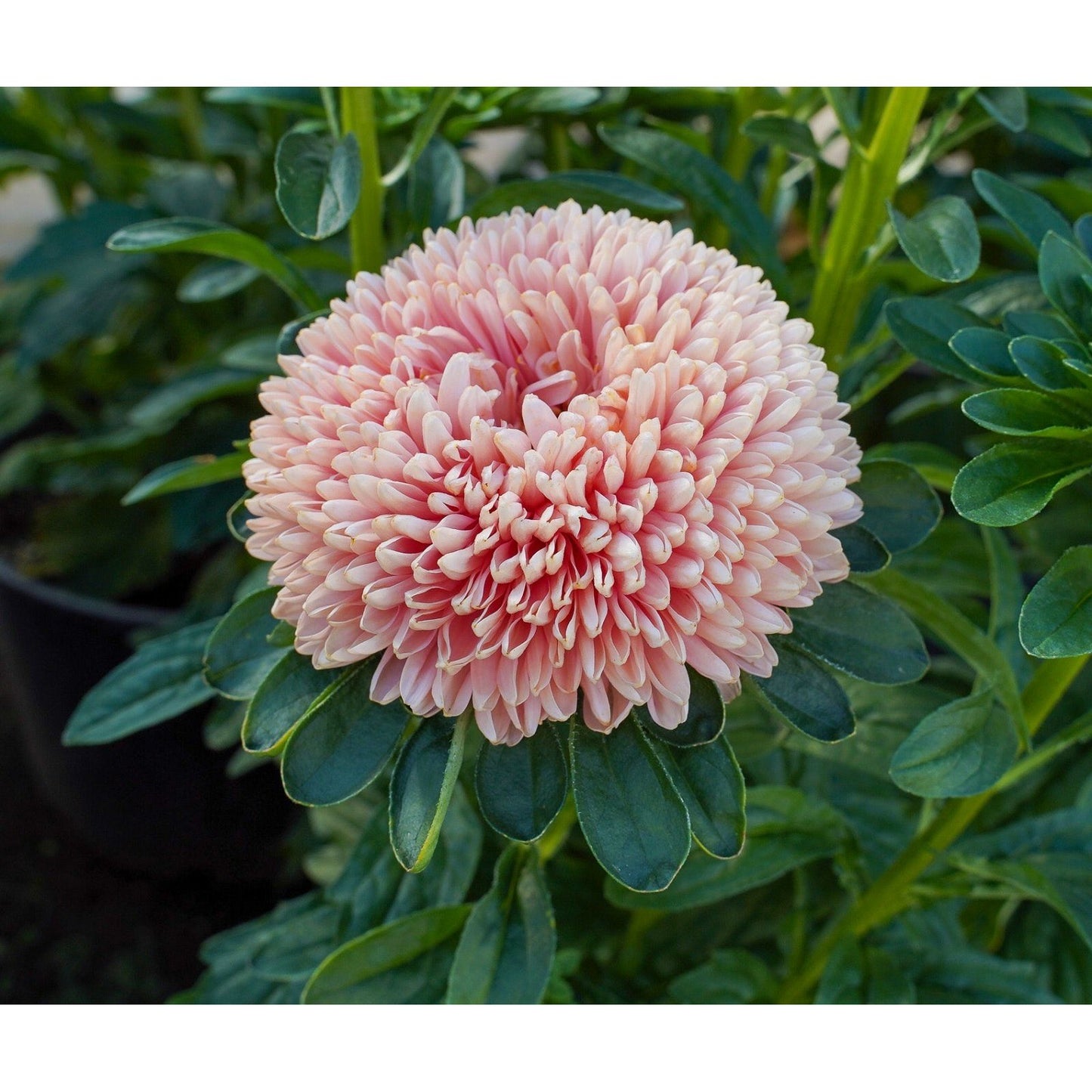 Sommaraster ´Balloon Apricot´