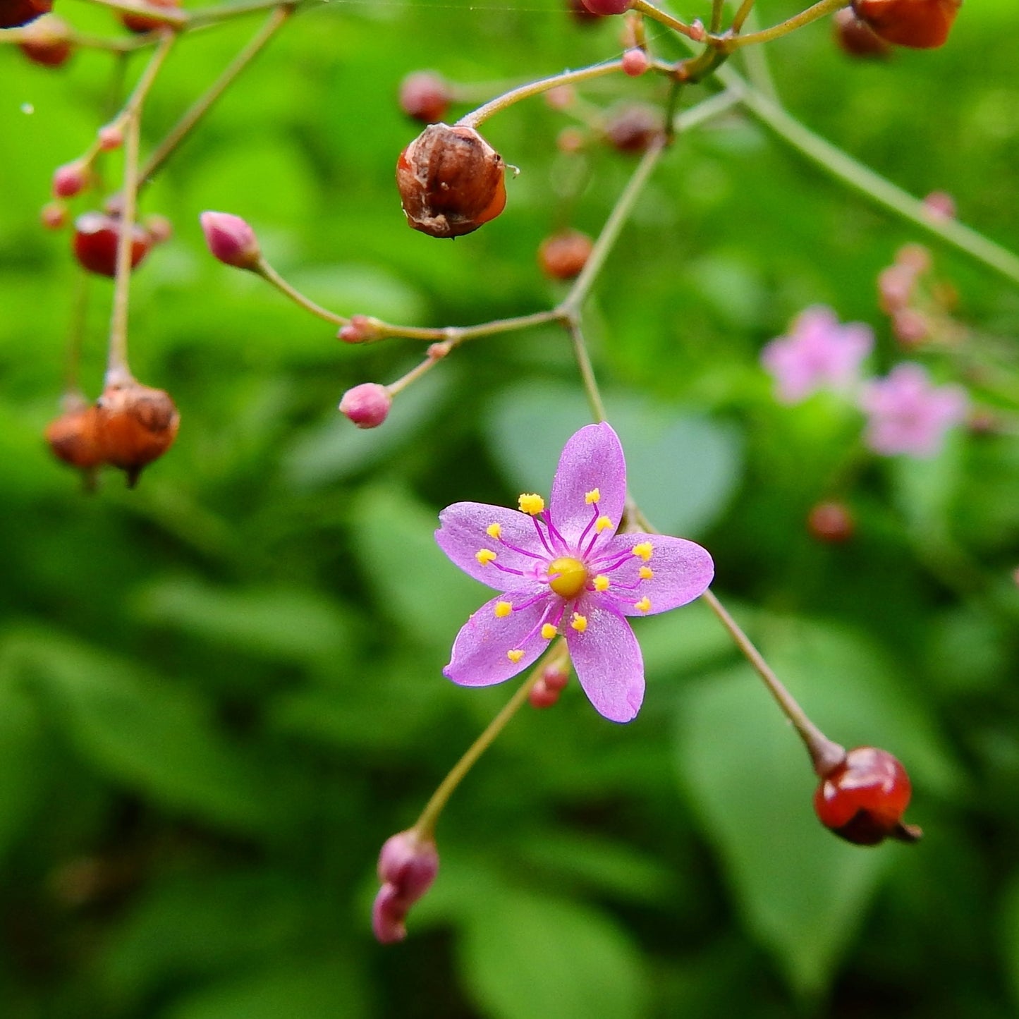 Bärnstensvippa ’Verde’