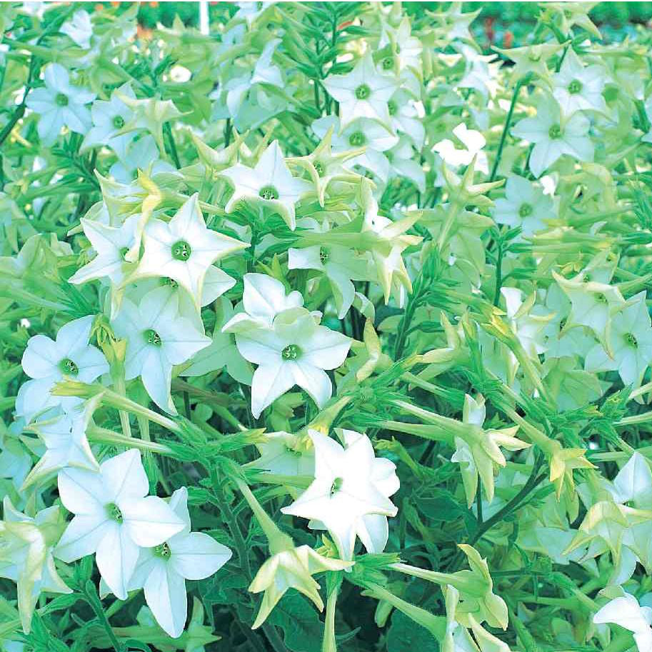 Blomstertobak ´Perfume White´
