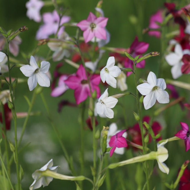 Blomstertobak ´Whisper Mix´