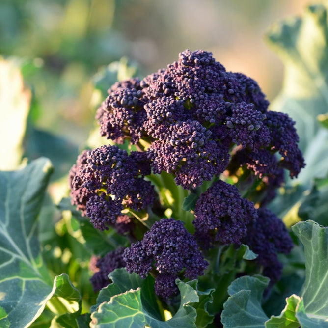 Sparrisbroccoli ´Early Purple´