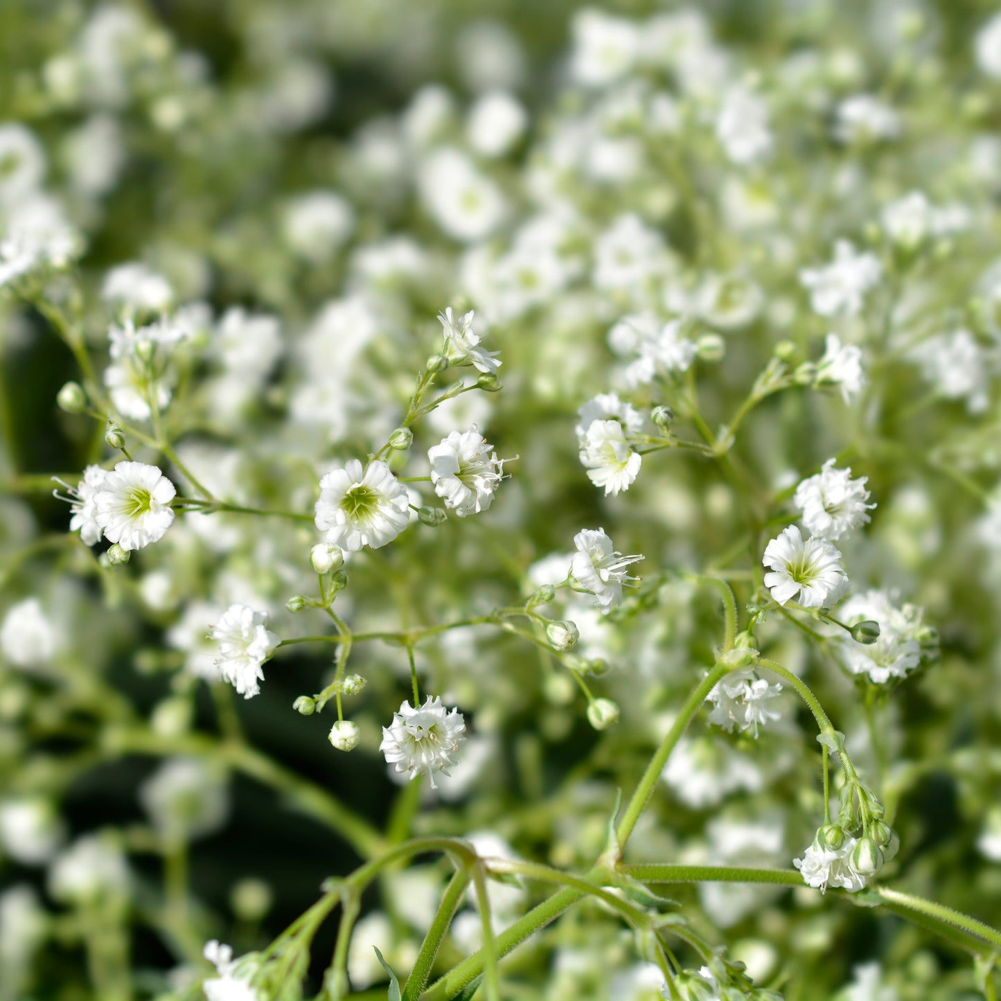 Brudslöja ´Snowflake´