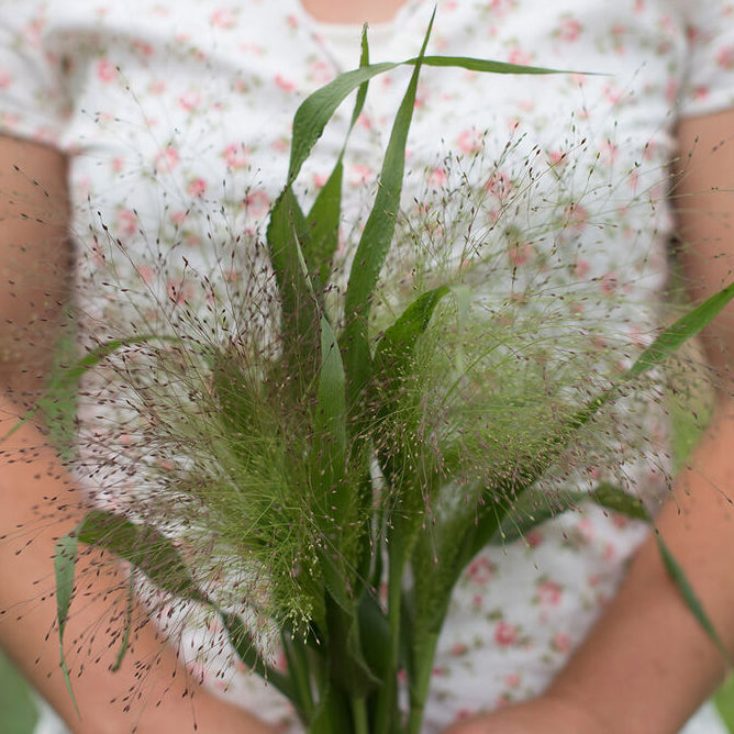 Buketthirs ´Frosted Explosion´