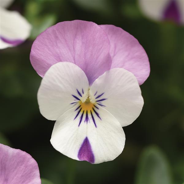 Bukettviol ´Sorbet Pink Wing´