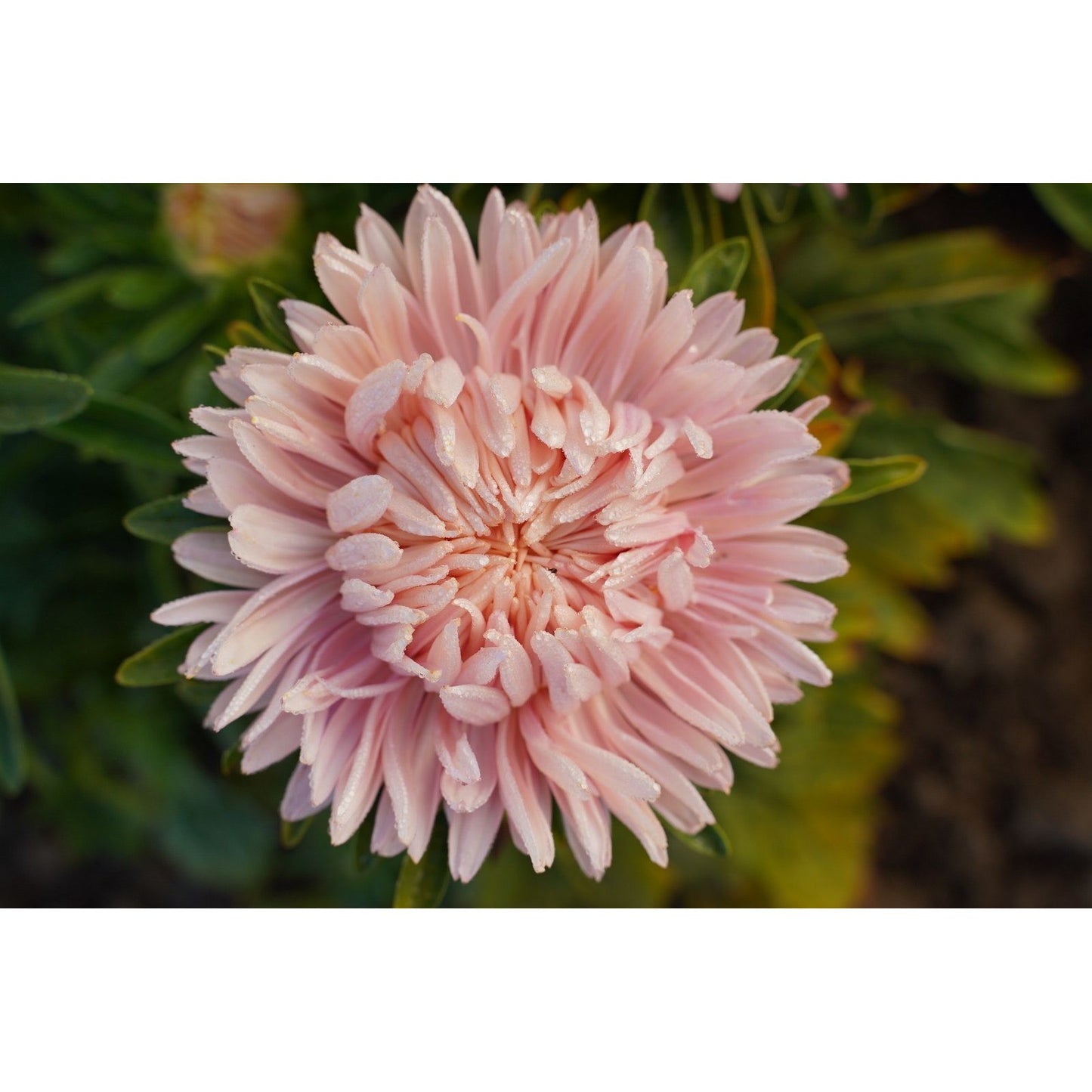 Sommaraster ´Chrisantella Flamingo at Sunset´