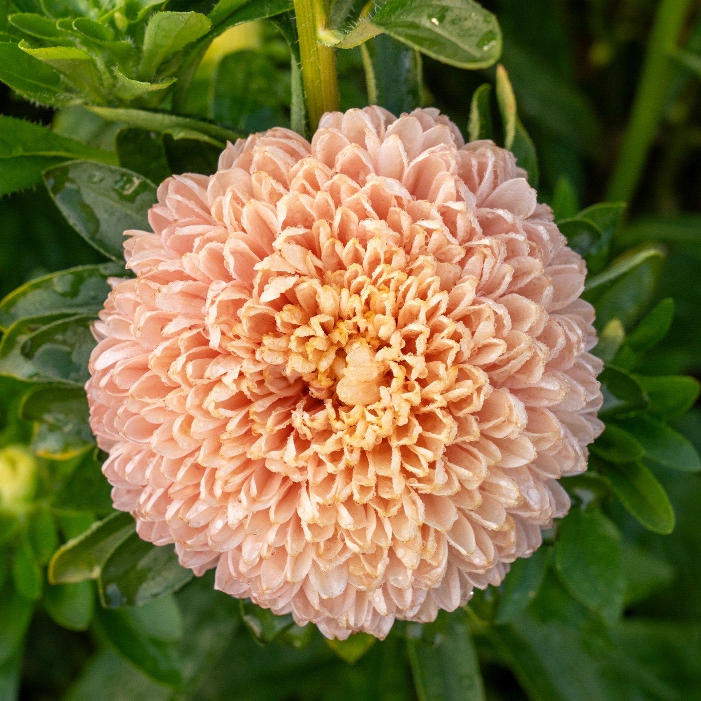 Sommaraster ´Chrisantella Mother of Pearl´