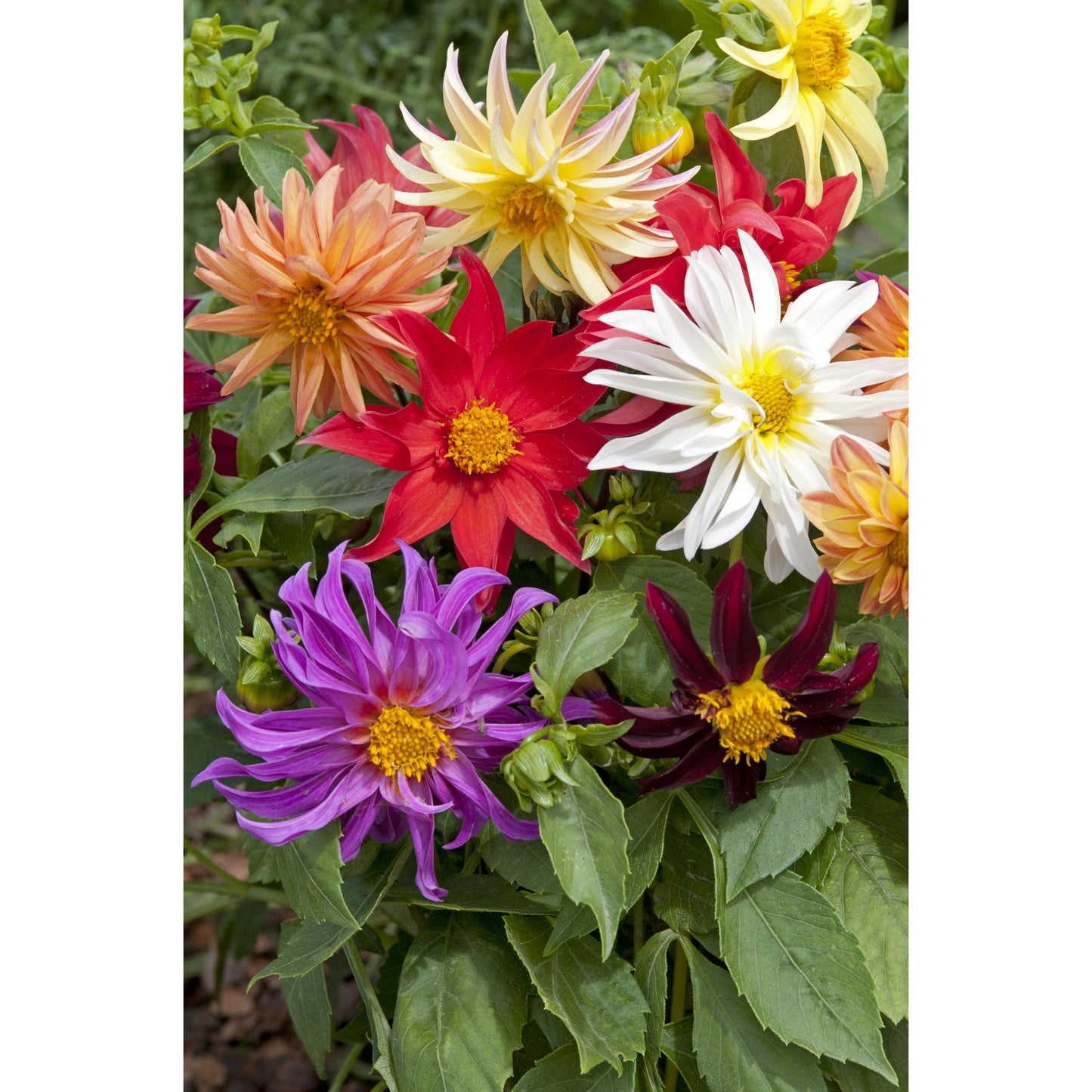 Sommardahlia ´Cactus Mix´