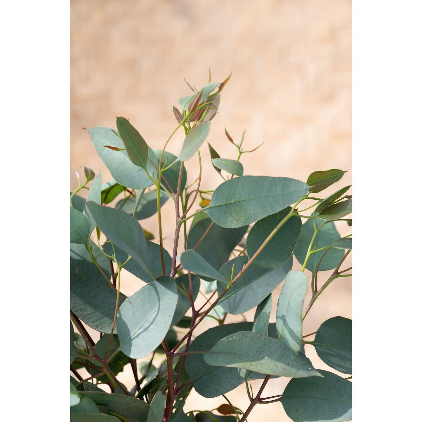 Eucalyptus melanphloia