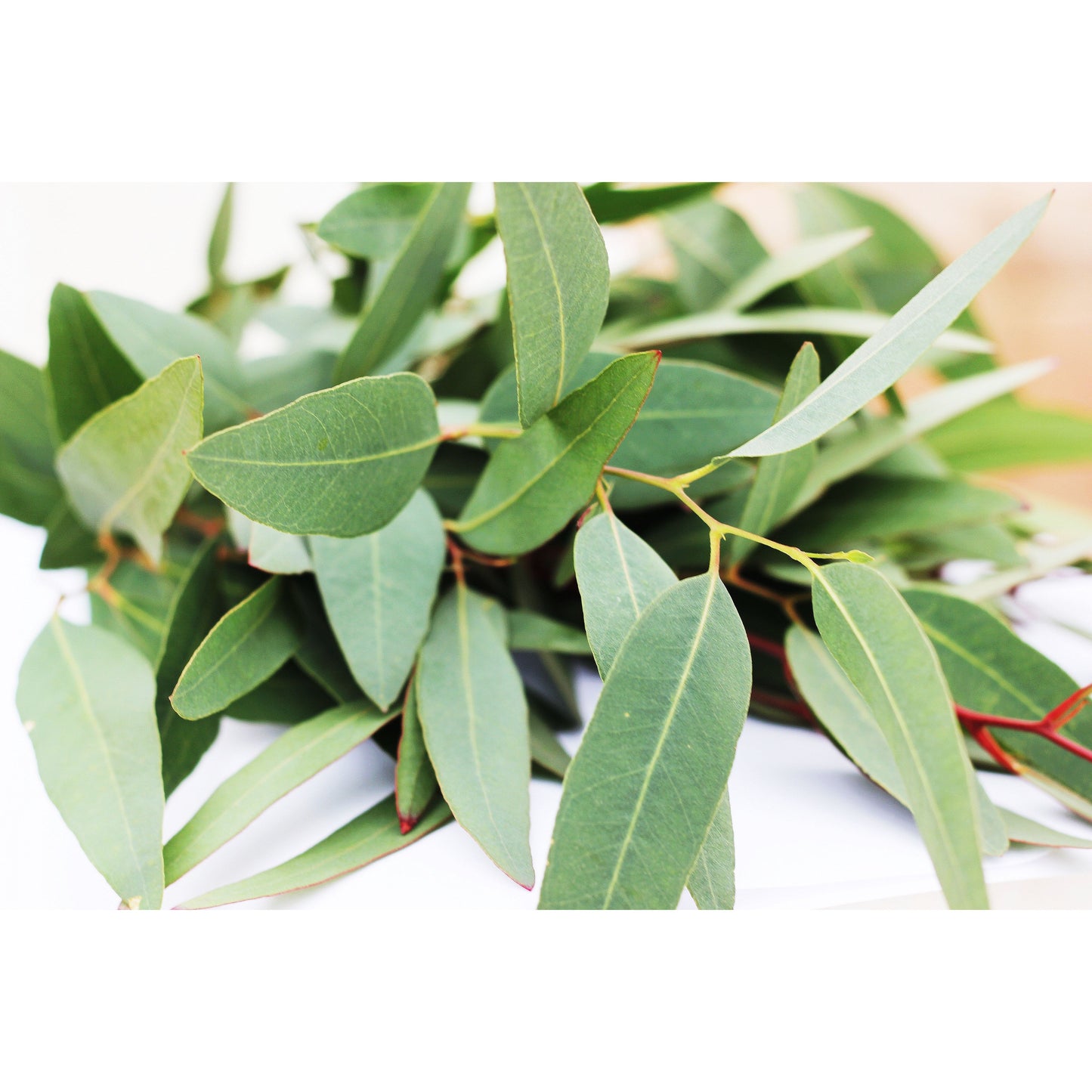 Eucalyptus globulus/Feberträd