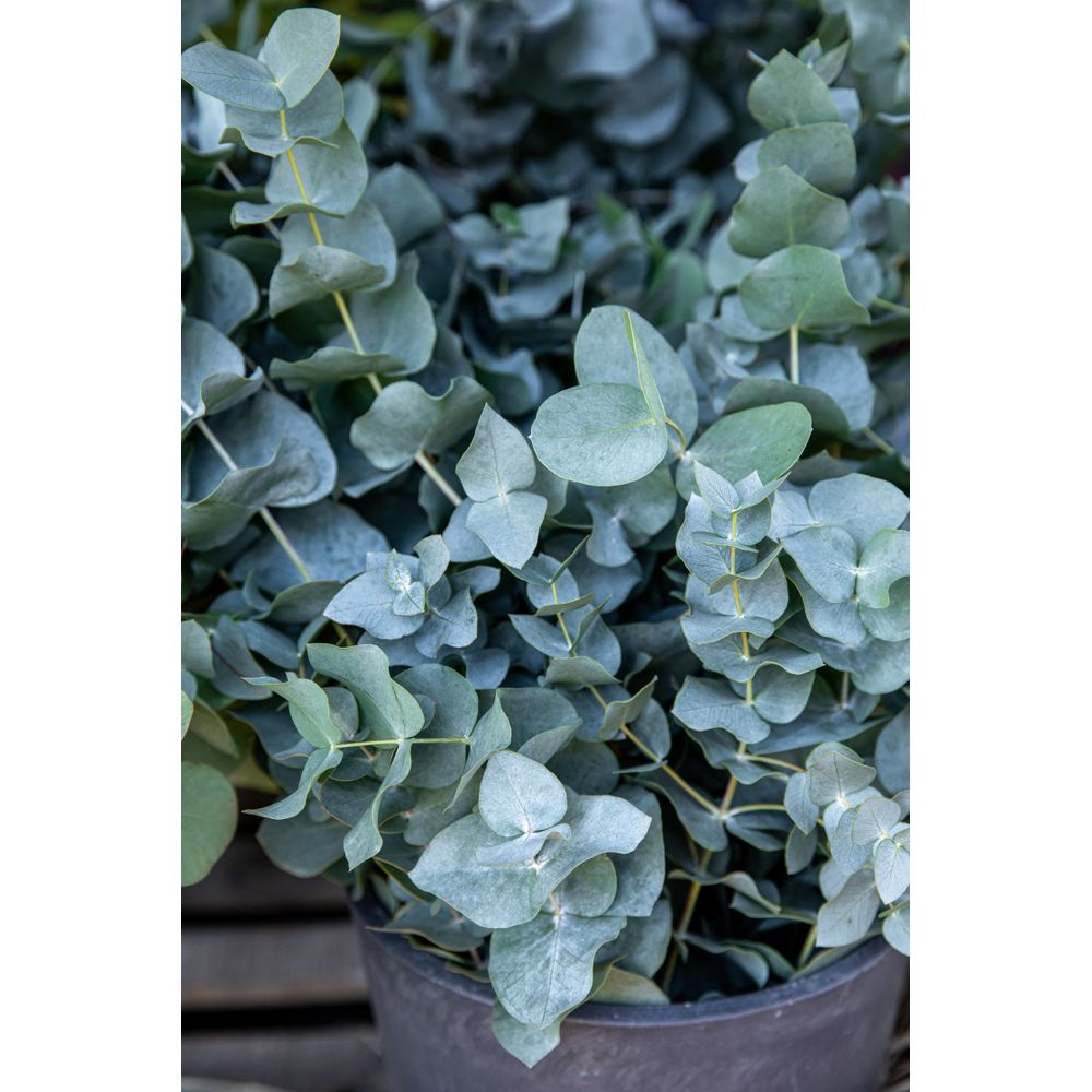 Eukalyptus ´Baby Blue´