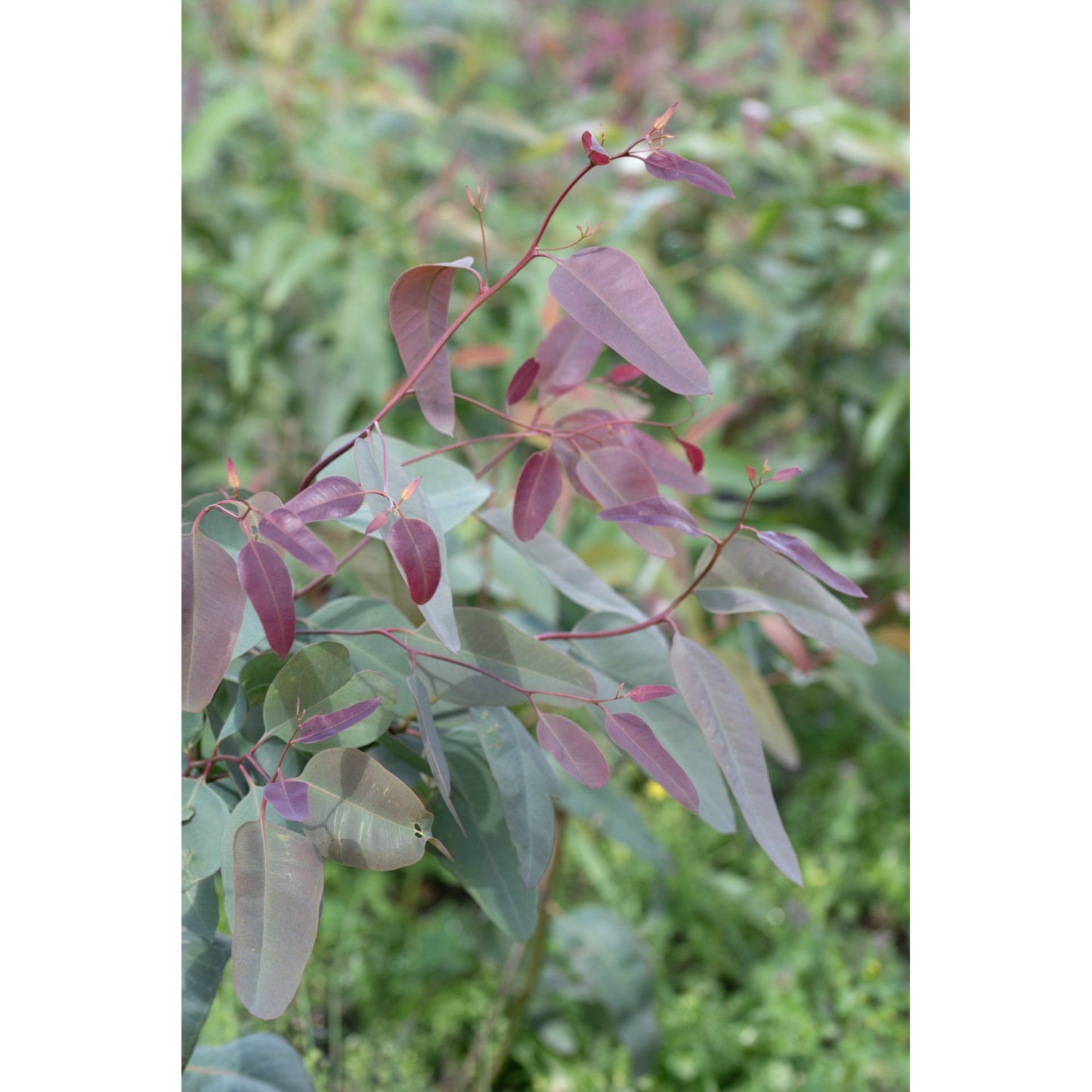 Eukalyptus ´Red Ironbark´