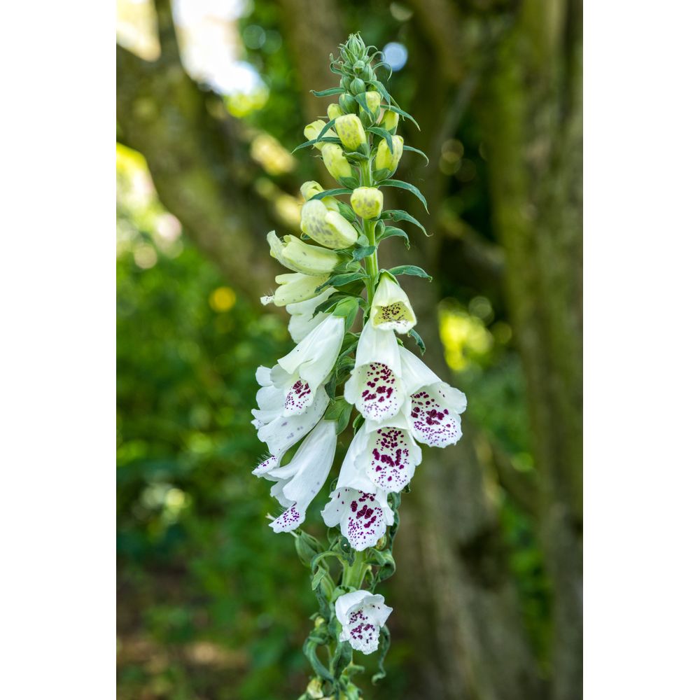 Fingerborgsblomma ´Alba´