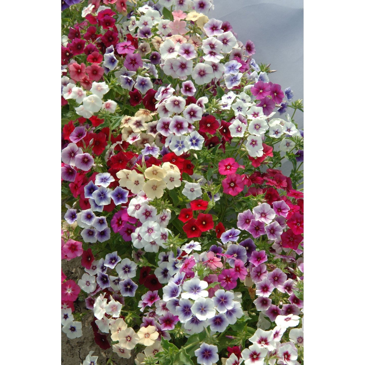 Sommarflox ´Tapestry Mix´