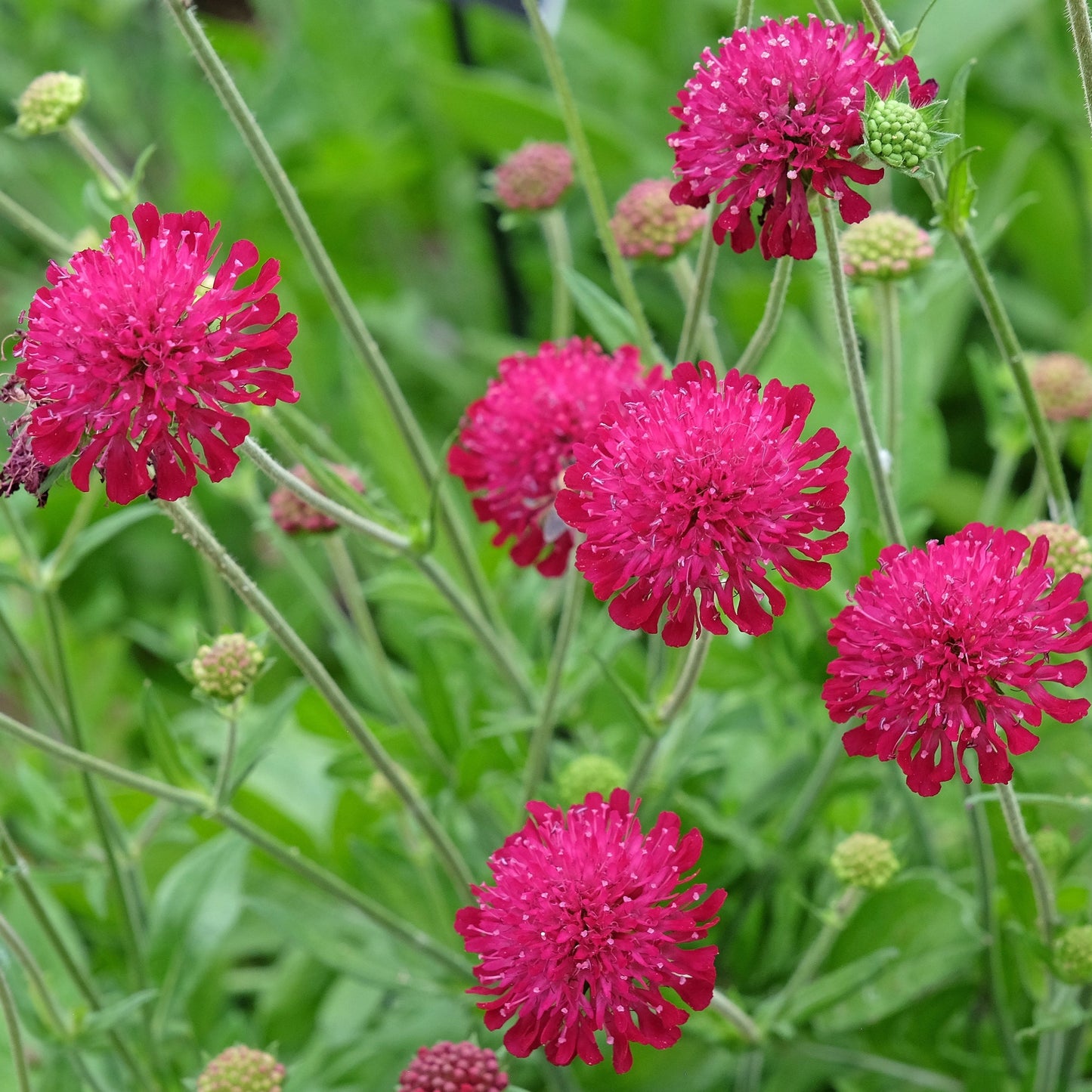 Grekvädd ´Red Knight´