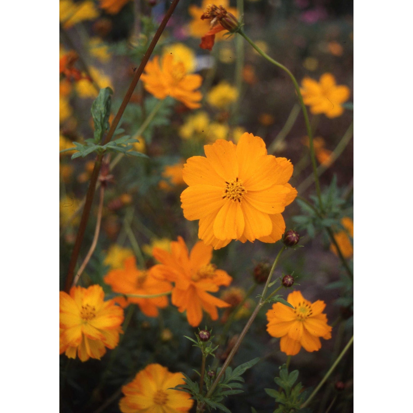 Gullskära ´Crest Sunset´