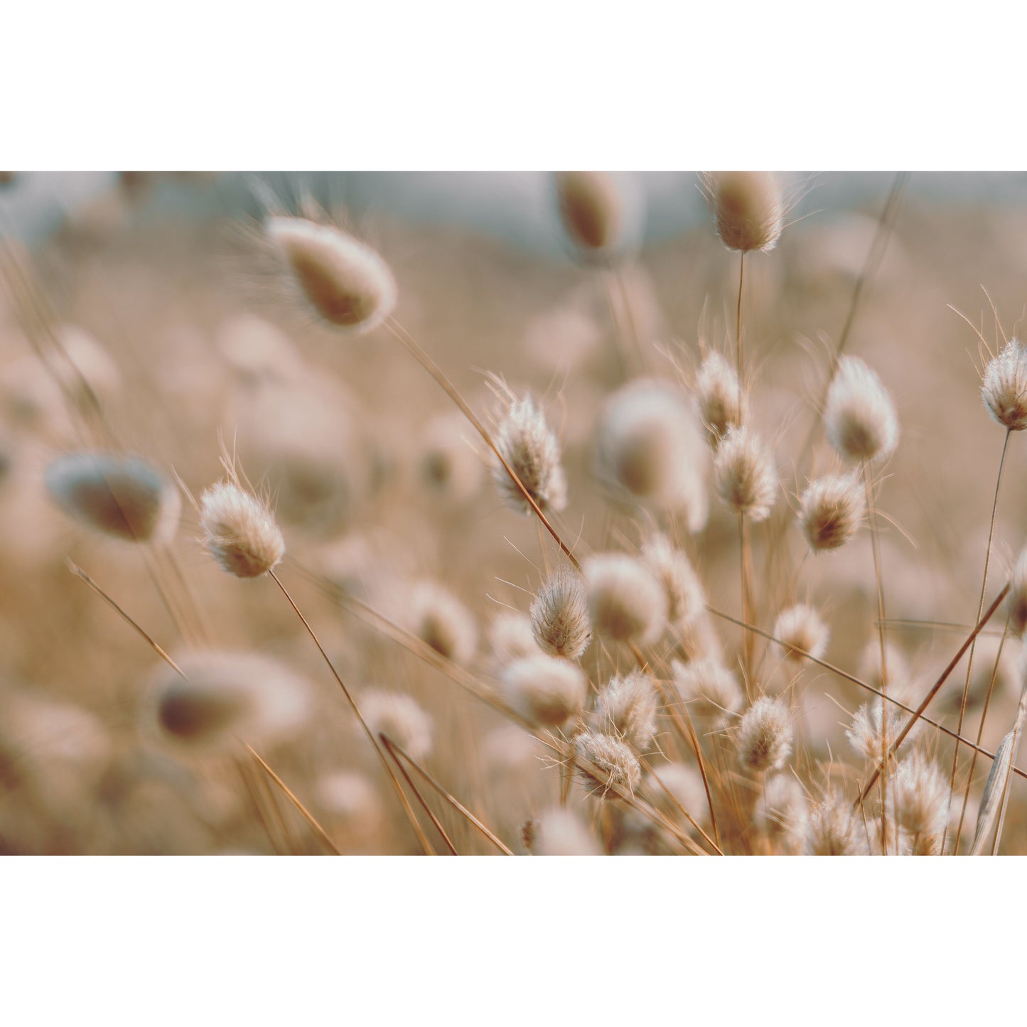 Harsvans ´Bunny Tails´