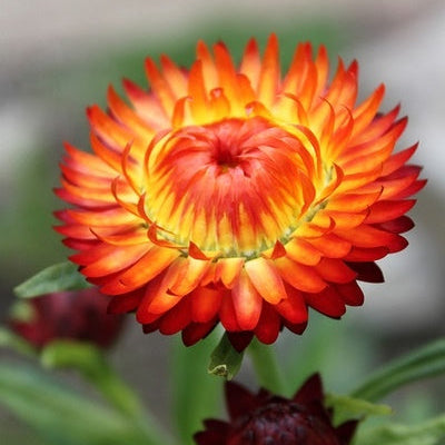 Jätteeternell, orange