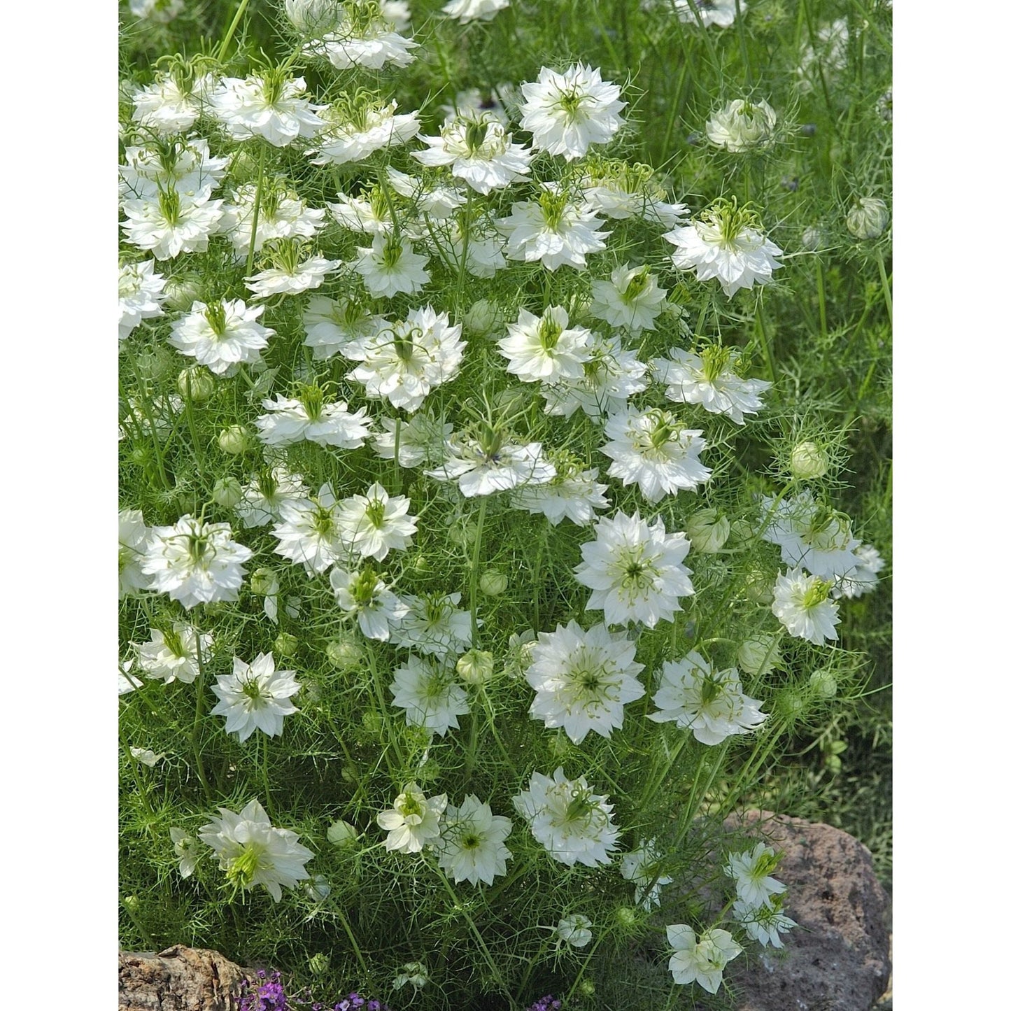 Jungfrun i det gröna ´Albion Green Pod´