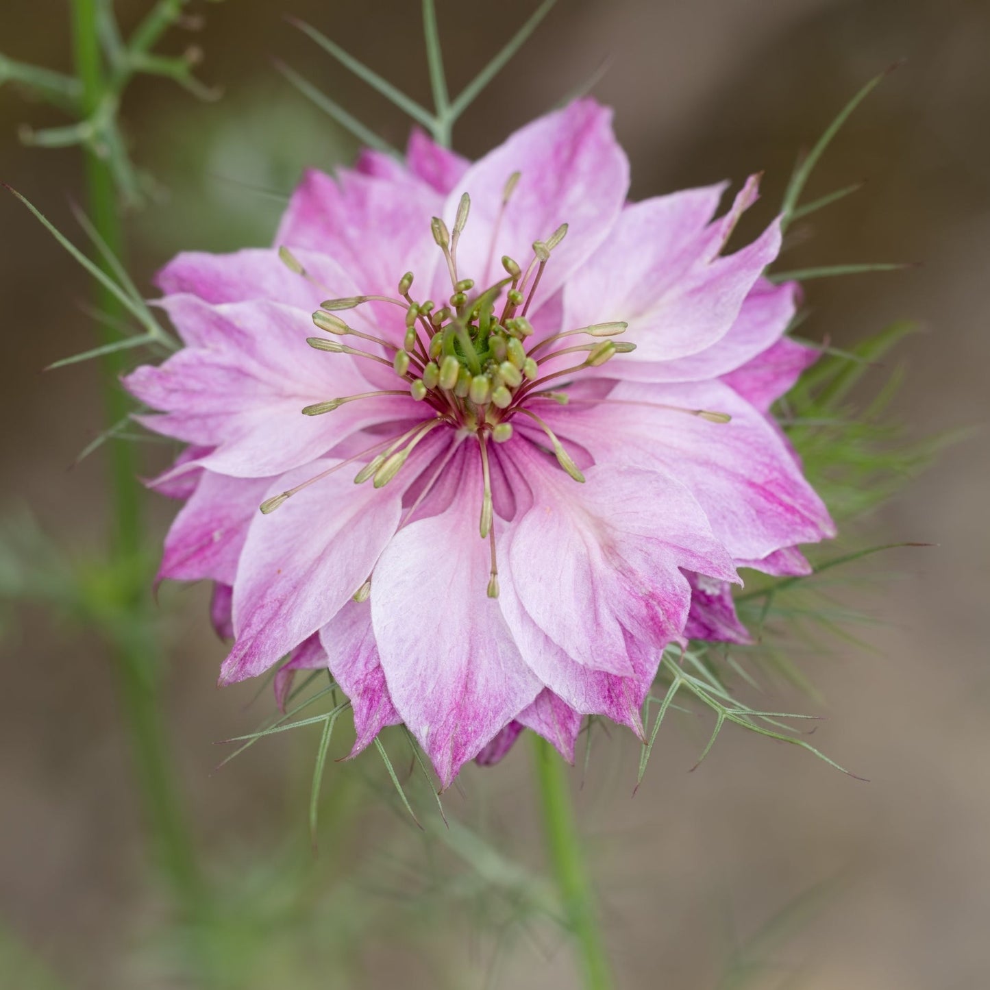 Jungfrun i det gröna ´Miss Jekyll Rose´