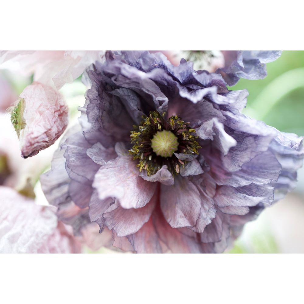 Kornvallmo ´Amazing Grey´