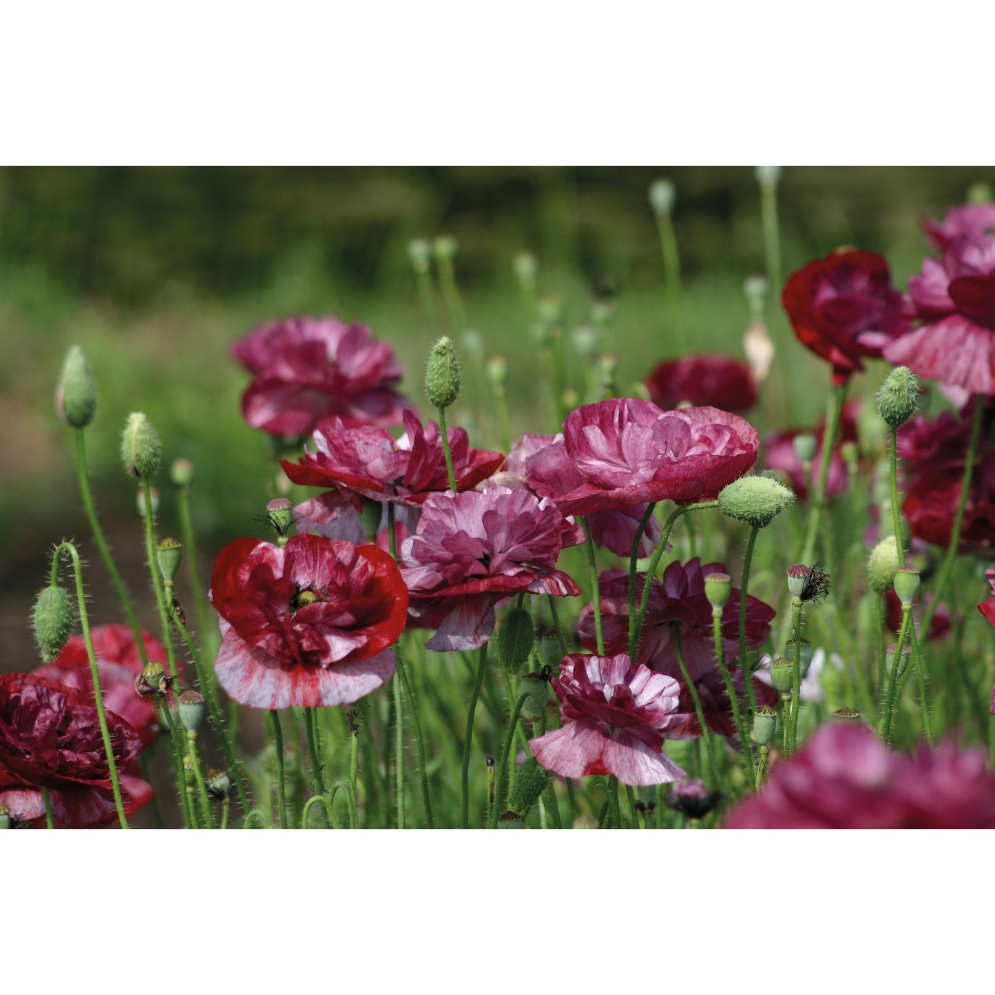 Kornvallmo ´Burgundy Bigalow´