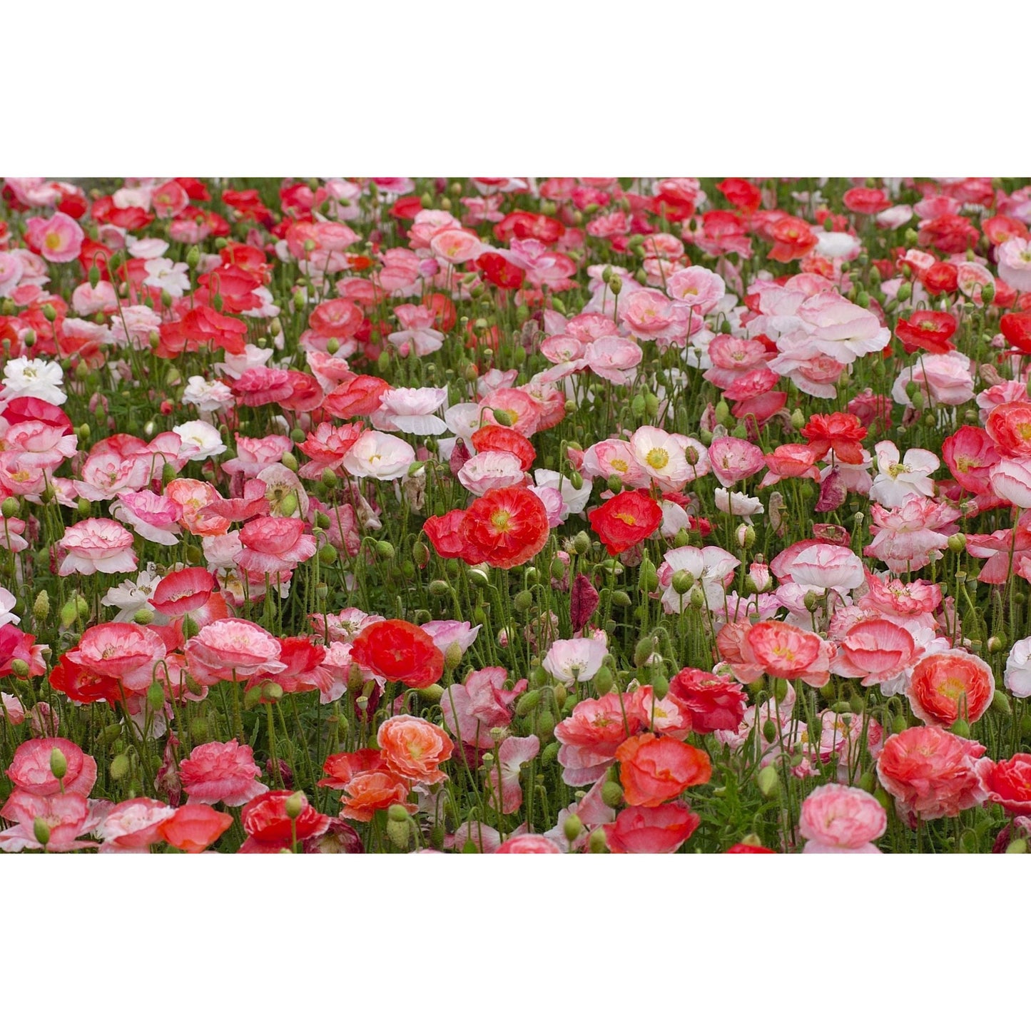 Kornvallmo ´Falling in Love´