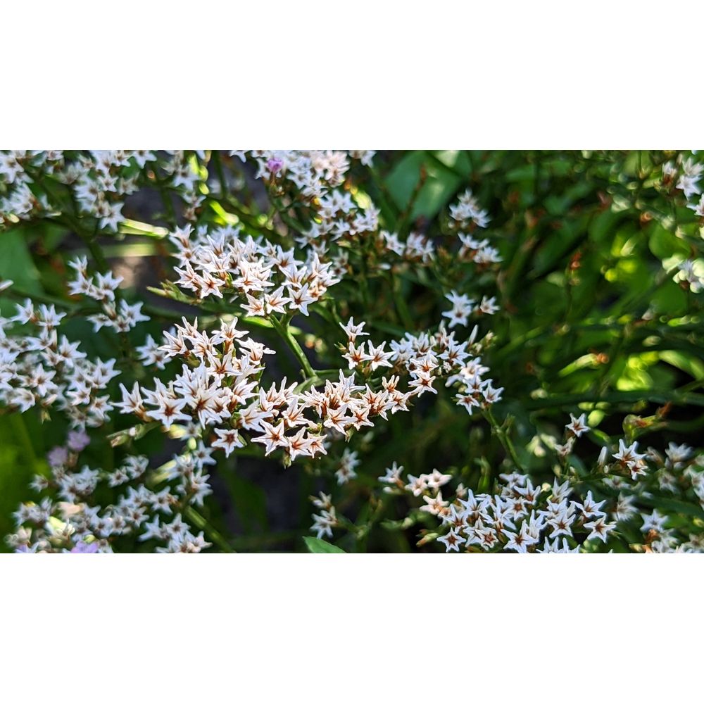 Kvastrisp ´Woodcreek´