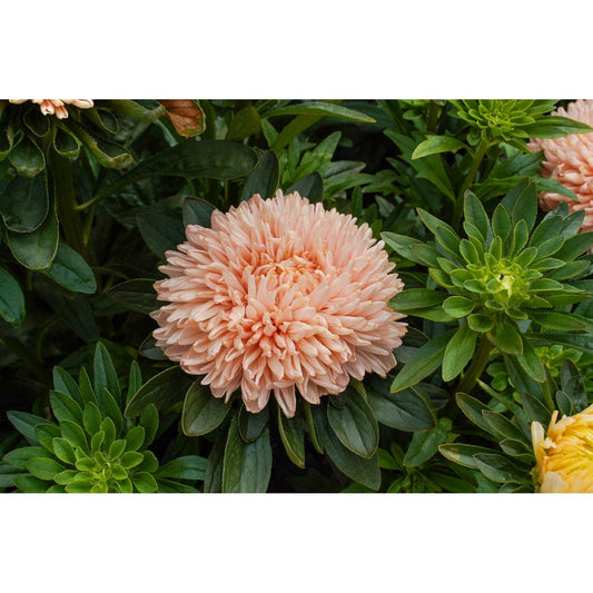 Sommaraster ´Lady Coral Salmon´