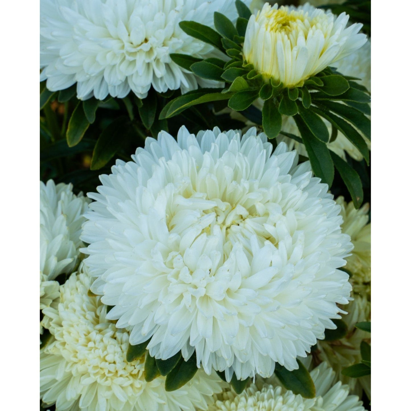 Sommaraster ´Lady Coral White´