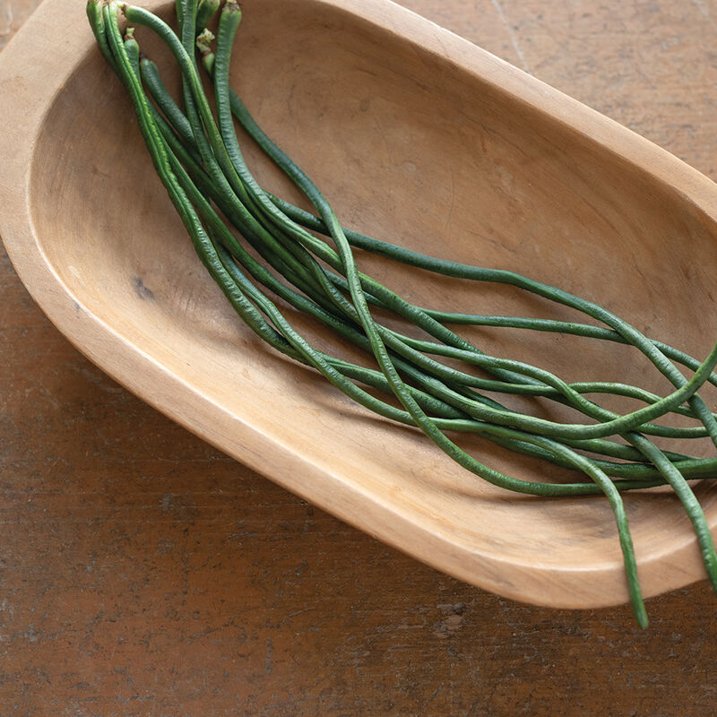 Långböna ´Python´