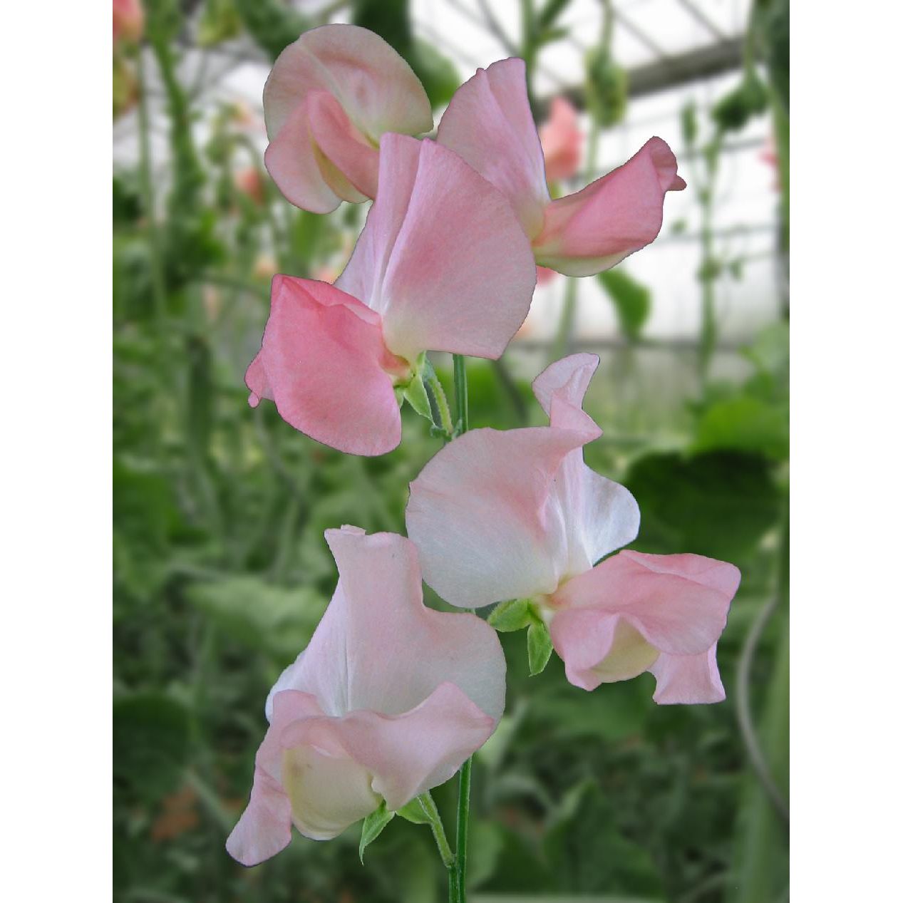 Luktärt ´Spring Sunshine Nancy´