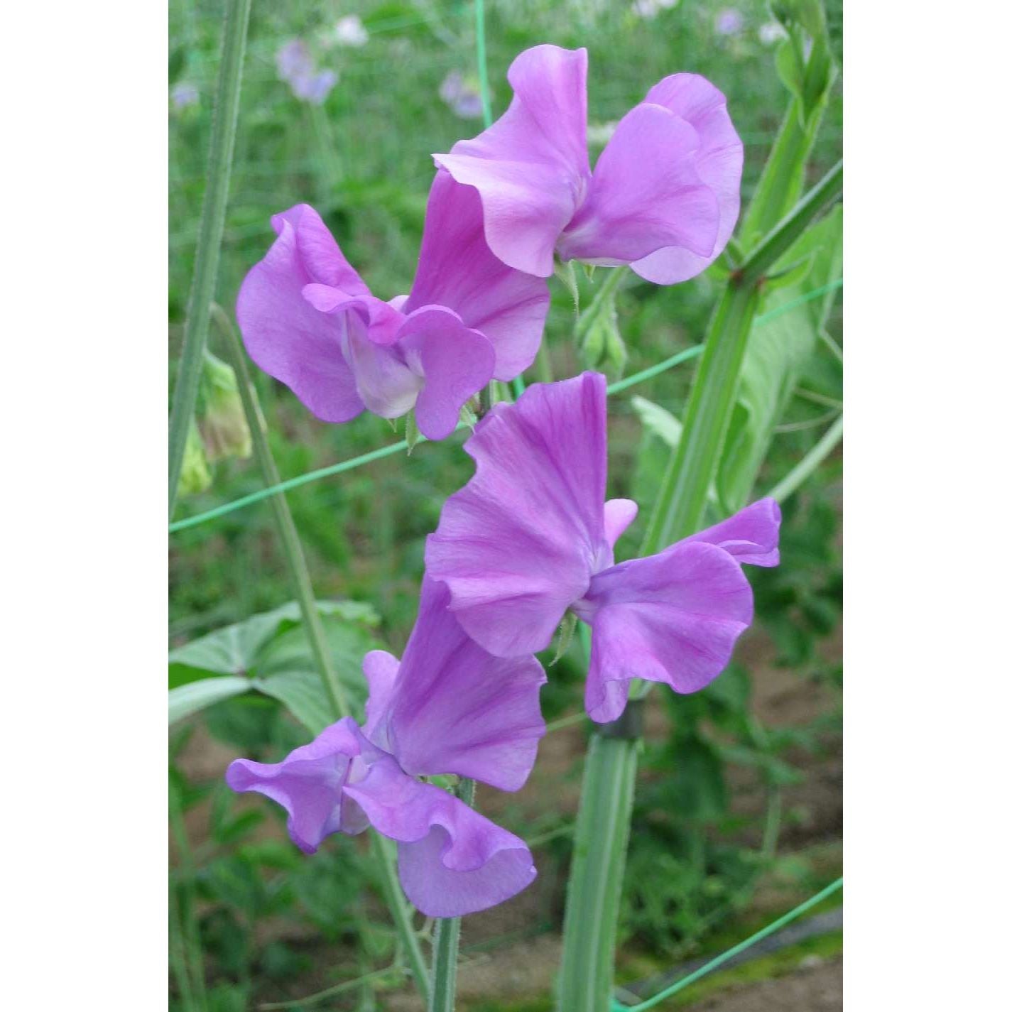 Luktärt ´Spring Sunshine Mauve´