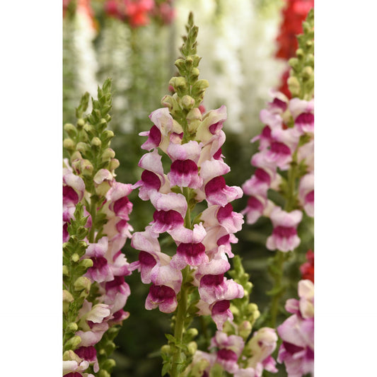 Lejongap ´Potomac Plumblossom´ F1