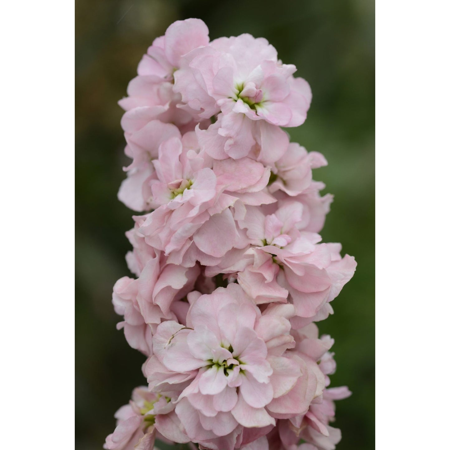 Lövkoja ´Column Appleblossom´