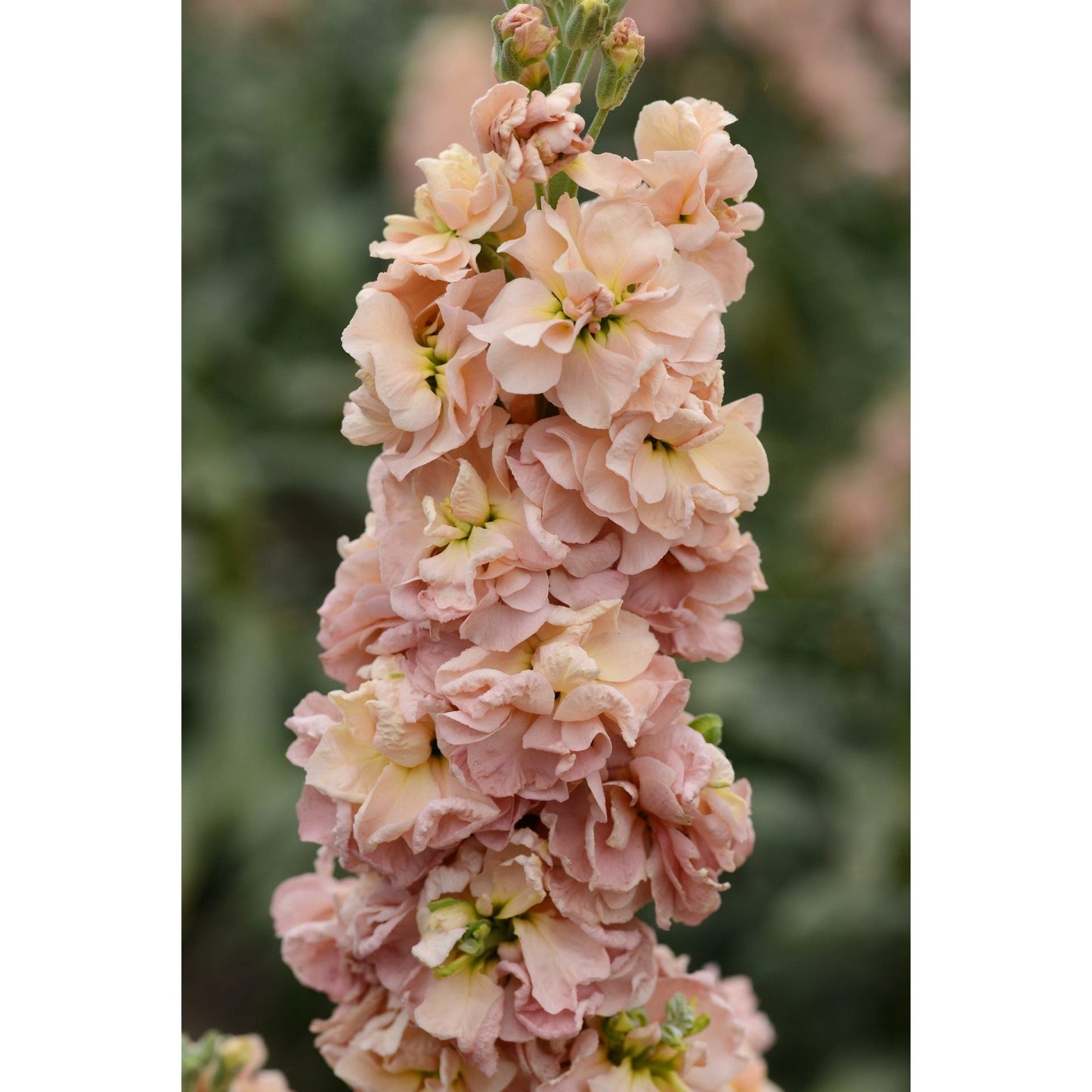 Lövkoja ´Column Apricot´