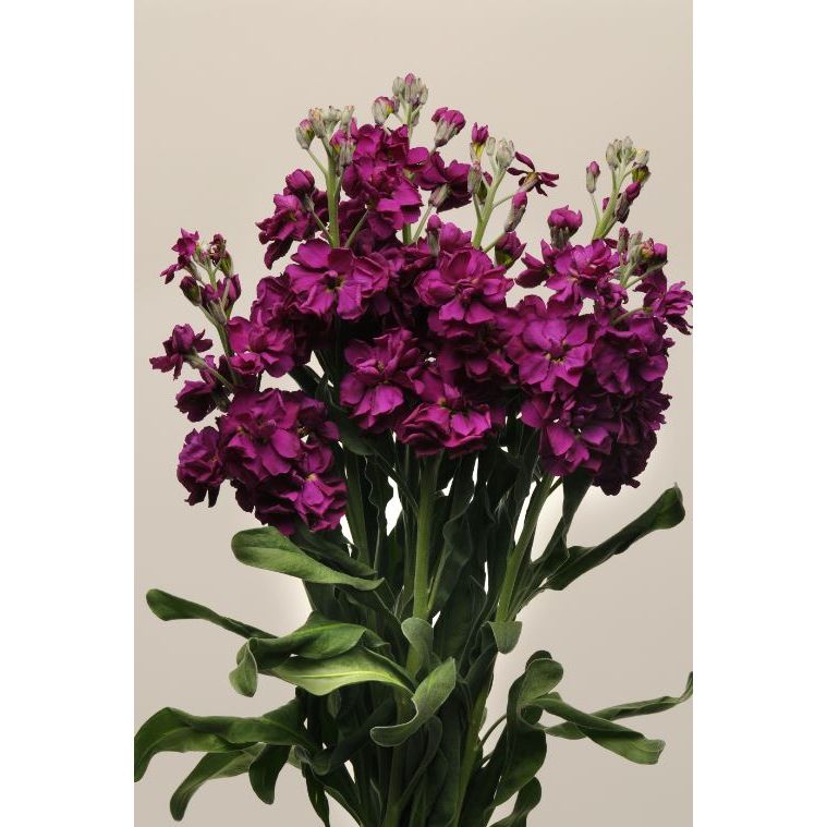 Lövkoja ´Katz Purple´