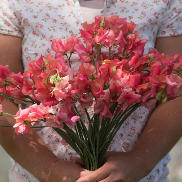 Luktärt ´Elegance Salmon Rose´