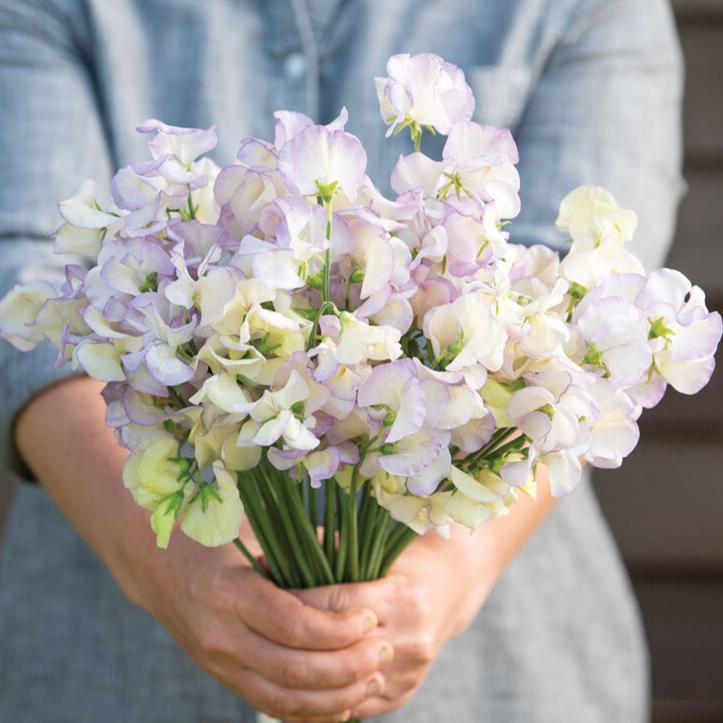 Luktärt ´High Scent´