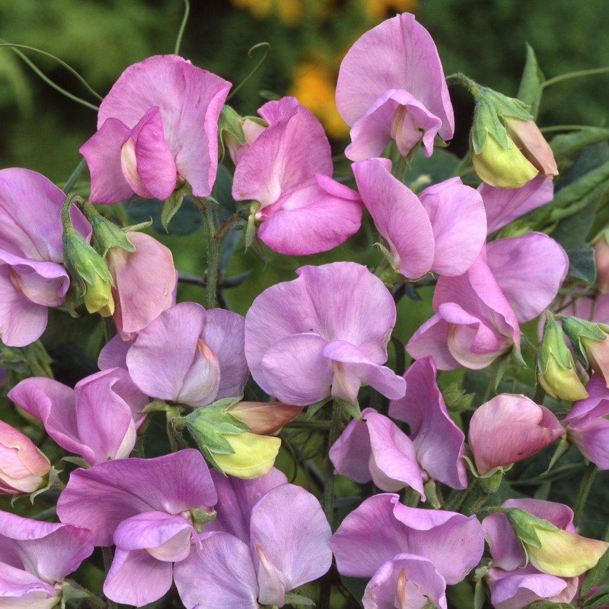 Luktärt ´Royal Lavender´