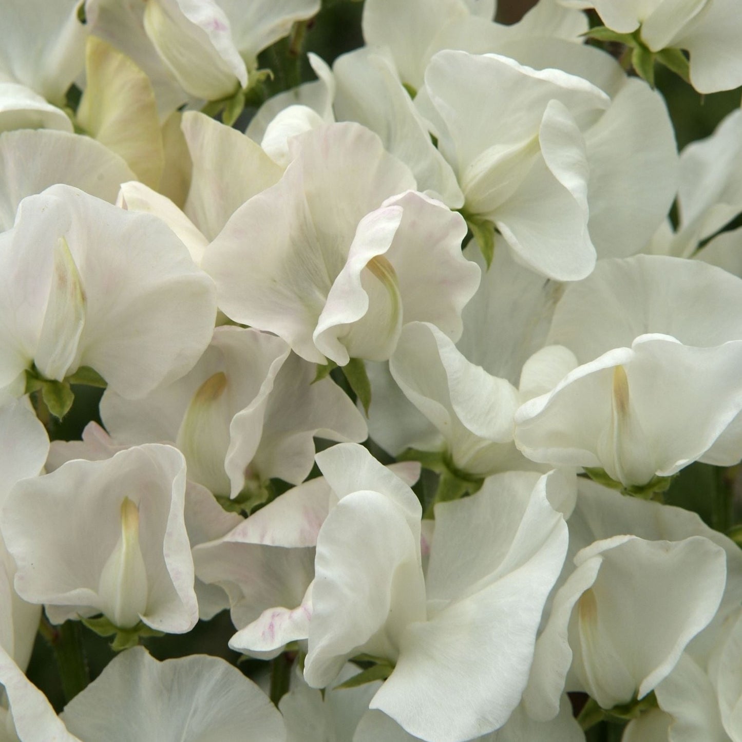 Luktärt ´Royal Wedding´