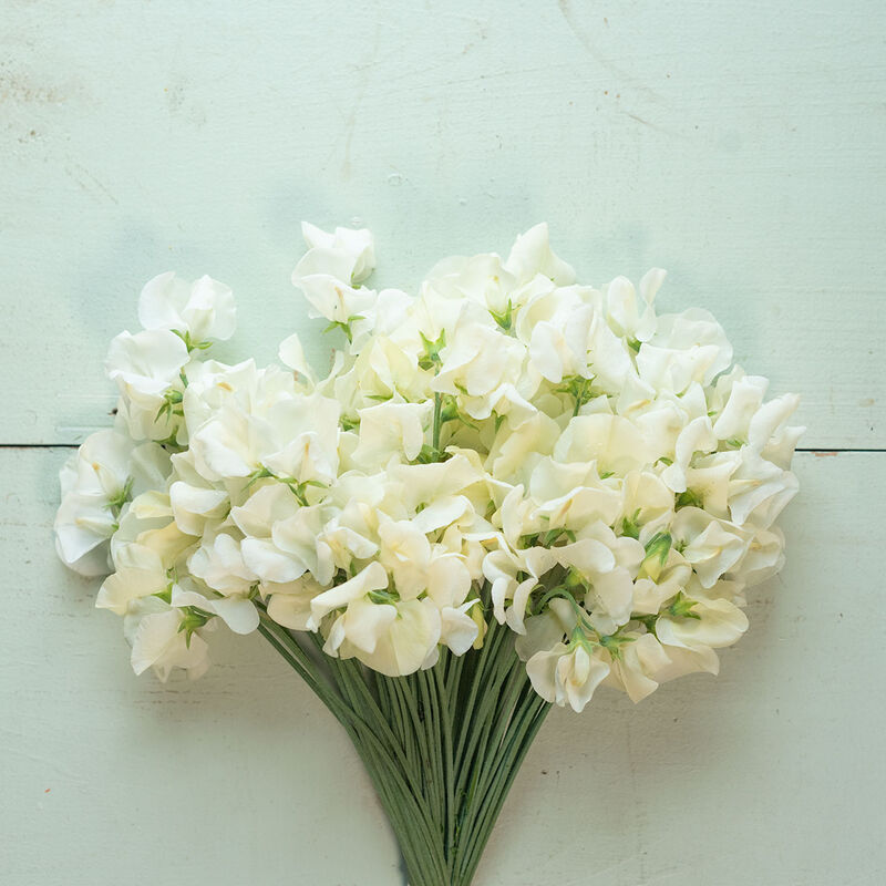 Luktärt ´Spencer Ice Cream´