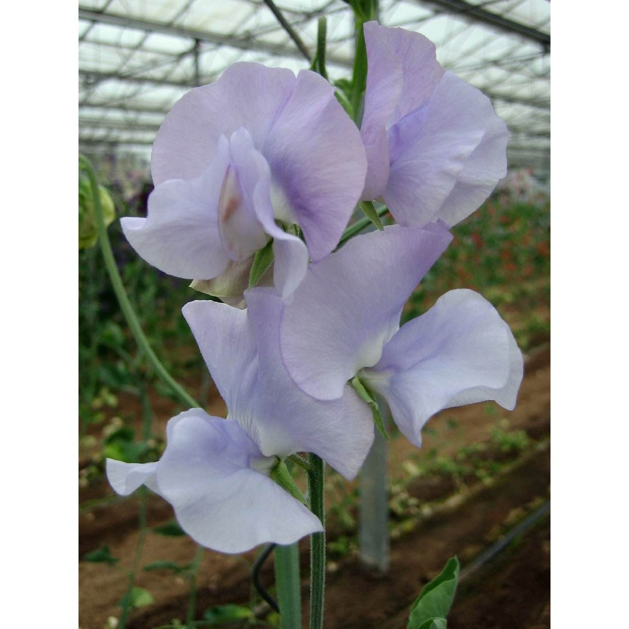 Luktärt ´Spring Sunshine Light Blue´