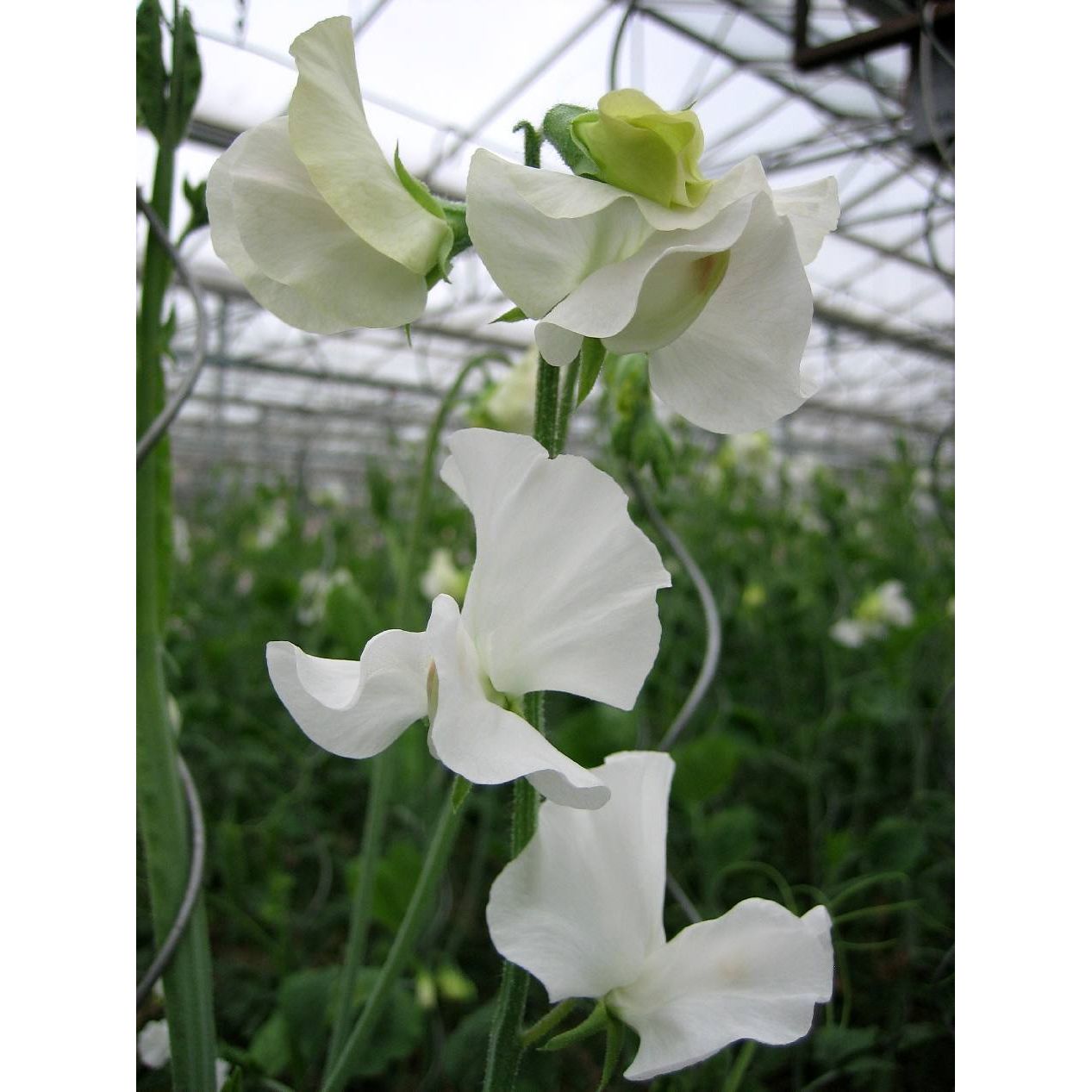 Luktärt ´Spring Sunshine White´