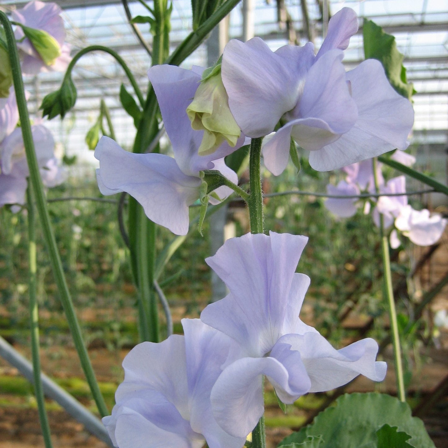 Luktärt ´Winter Sunshine Light Blue´