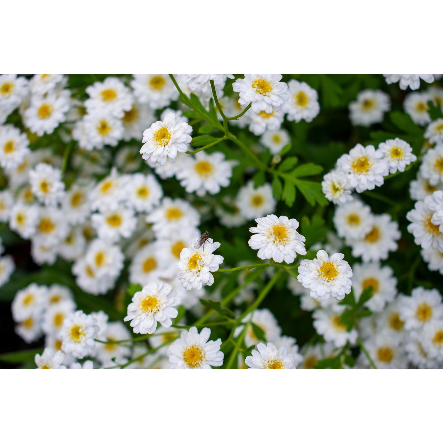 Trädgårdsmattram ´Tetra White Wonder´